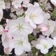 �ߥ��ߺϡ����¾��(���زֶ���ȭ��*(2026ǯ�ճ���ͽ��)Sakura ������ ���ָ� ������ �� �� bonsai