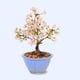 �ߥ��ߺϡ����¾��(���زֶ���ȭ��*(2026ǯ�ճ���ͽ��)Sakura ������ ���ָ� ������ �� �� bonsai