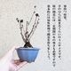 �ߥ��ߺϡ����¾��(���زֶ���ȭ��*(2026ǯ�ճ���ͽ��)Sakura ������ ���ָ� ������ �� �� bonsai