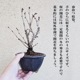 ߥߺϡ¾(زȭ*(2026ǯճͽ)Sakura  ָ    bonsai
