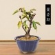 ߥߺϡ¾(زȭ*(2026ǯճͽ)Sakura  ָ    bonsai