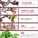 �ߥ��ߺϡ����¾��(���زֶ���ȭ��*(2026ǯ�ճ���ͽ��)Sakura ������ ���ָ� ������ �� �� bonsai