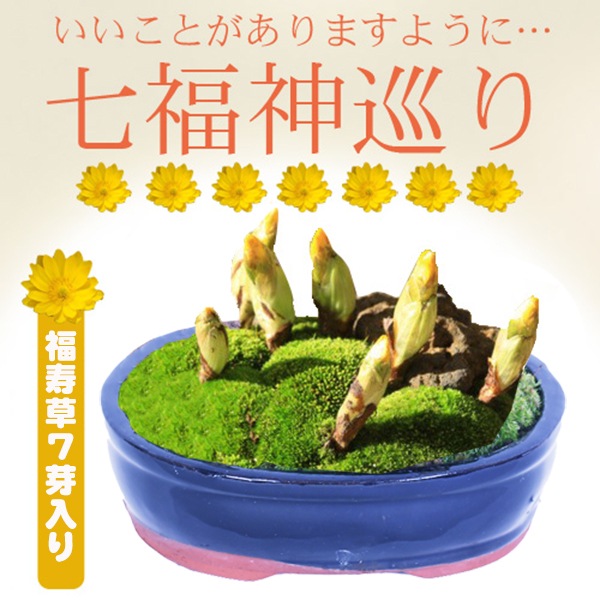 �����ߺϡ���ʡ�����(ʡ����7��)* ���ʱ�ƫ��ȭ��bonsai