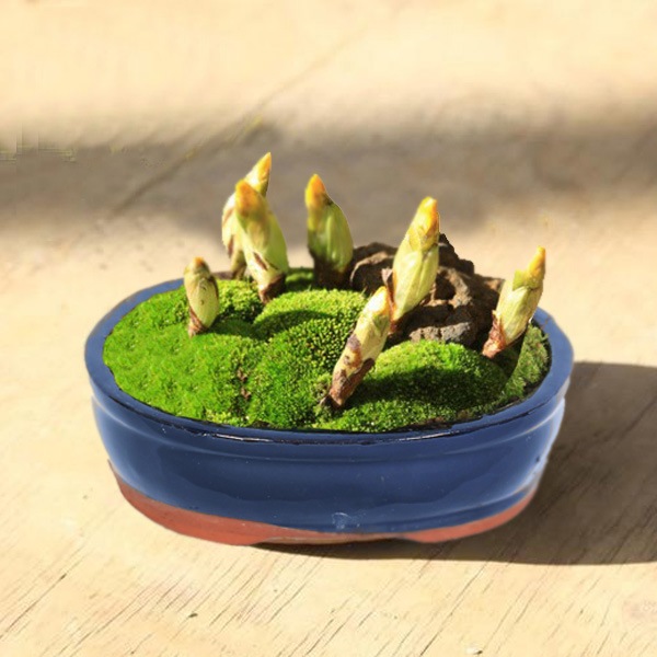 �����ߺϡ���ʡ�����(ʡ����7��)* ���ʱ�ƫ��ȭ��bonsai