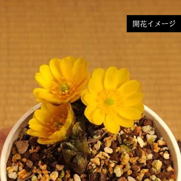 �����ߺϡ���ʡ�����(ʡ����7��)* ���ʱ�ƫ��ȭ��bonsai