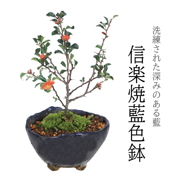 �ߥ��ߺϡ�Ĺ����(���;ƻ���ȭ)*������̵����bonsai