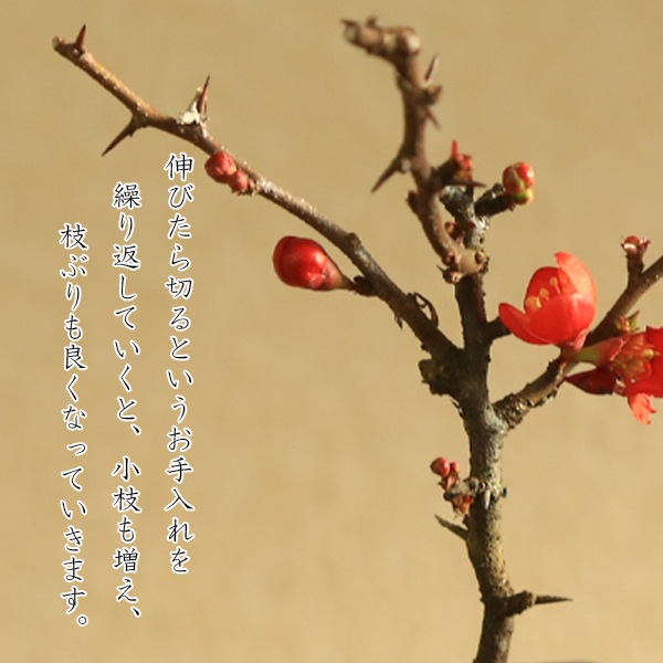�ߥ��ߺϡ�Ĺ����(���;ƻ���ȭ)*������̵����bonsai
