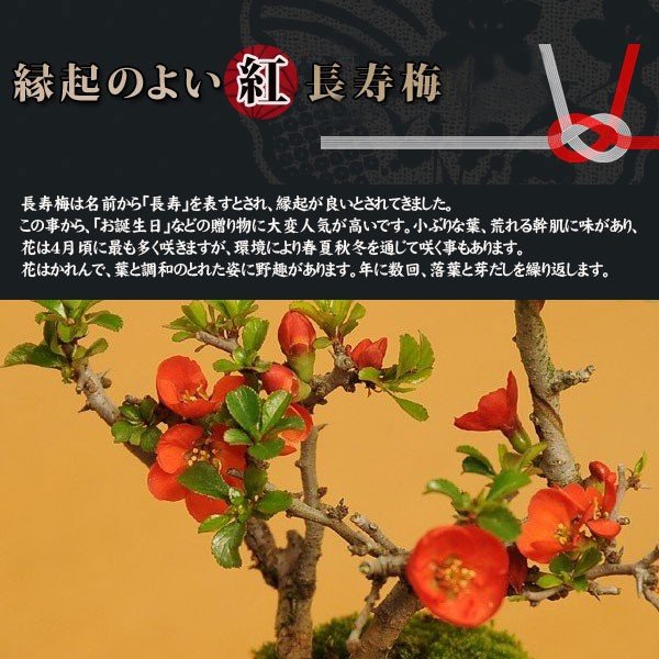 �ߥ��ߺϡ�Ĺ����(���;ƻ���ȭ)*������̵����bonsai