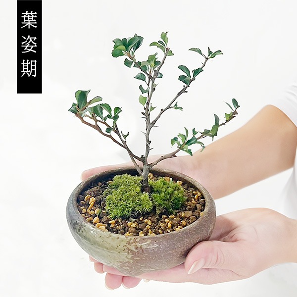 �ߥ��ߺϡ�Ĺ����(���;ƻ���ȭ)*������̵����bonsai