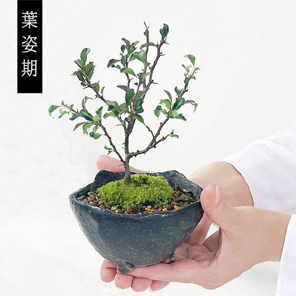 �ߥ��ߺϡ�Ĺ����(���;ƻ���ȭ)*������̵����bonsai