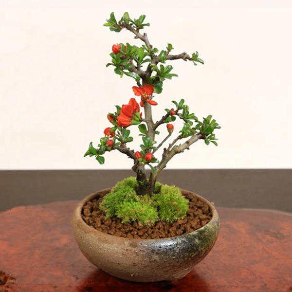�ߥ��ߺϡ�Ĺ����(���;ƻ���ȭ)*������̵����������ˤ� bonsai