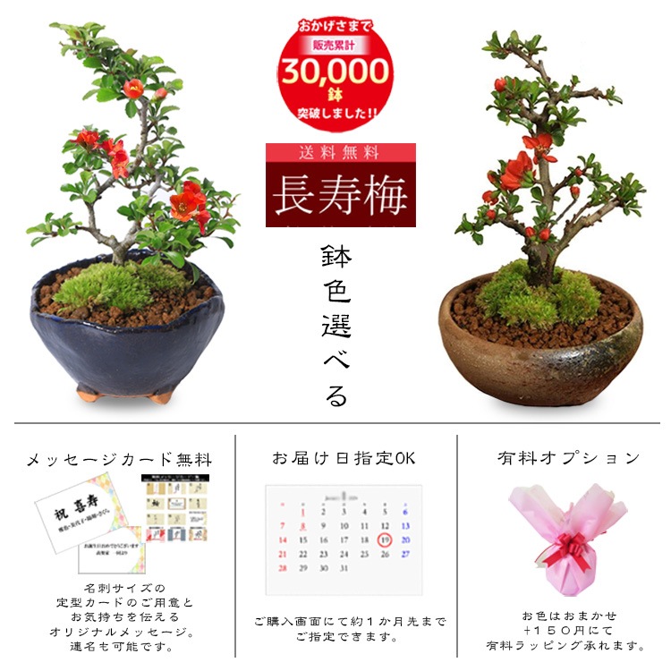 �ߥ��ߺϡ�Ĺ����(���;ƻ���ȭ)*������̵����������ˤ� bonsai