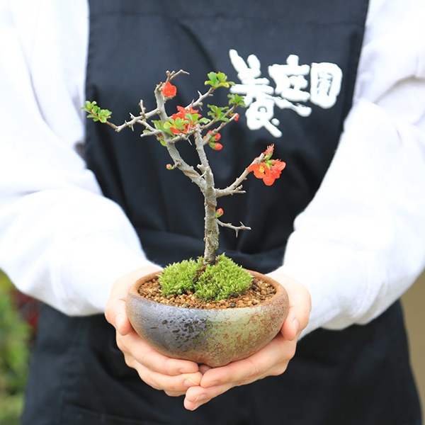 �ߥ��ߺϡ�Ĺ����(���;ƻ���ȭ)*������̵����������ˤ� bonsai