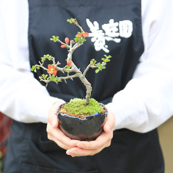 �ߥ��ߺϡ�Ĺ����(���;ƻ���ȭ)*������̵����������ˤ� bonsai