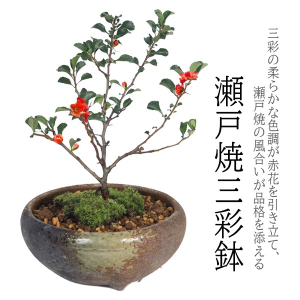 �ߥ��ߺϡ�Ĺ����(���;ƻ���ȭ)*������̵����bonsai