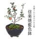 �ߥ��ߺϡ�Ĺ����(���;ƻ���ȭ)*������̵����bonsai