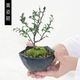 �ߥ��ߺϡ�Ĺ����(���;ƻ���ȭ)*������̵����bonsai