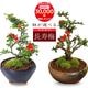 �ߥ��ߺϡ�Ĺ����(���;ƻ���ȭ)*������̵����������ˤ� bonsai