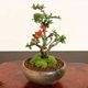 �ߥ��ߺϡ�Ĺ����(���;ƻ���ȭ)*������̵����������ˤ� bonsai