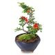 �ߥ��ߺϡ�Ĺ����(���;ƻ���ȭ)*������̵����������ˤ� bonsai