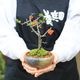 �ߥ��ߺϡ�Ĺ����(���;ƻ���ȭ)*������̵����������ˤ� bonsai