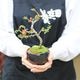 �ߥ��ߺϡ�Ĺ����(���;ƻ���ȭ)*������̵����������ˤ� bonsai