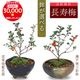 �ߥ��ߺϡ�Ĺ����(���;ƻ���ȭ)*������̵����bonsai