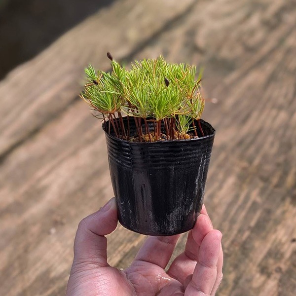 �ġ��־��󤻡��֤�����ġ˥����ޥ�/�����ޤ�