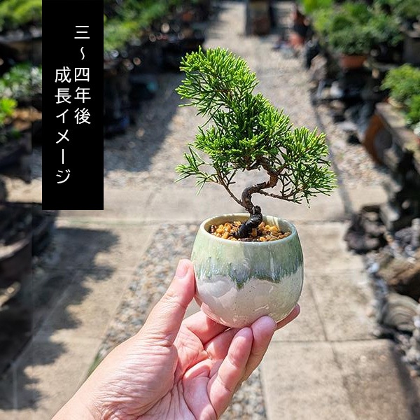 �����ġ�������ʿ˶��դ���*�����ߤǶʤ����shinpaku��������󥸰�Ƥ��ߺ��Ǻ�<���̴��ָ���>