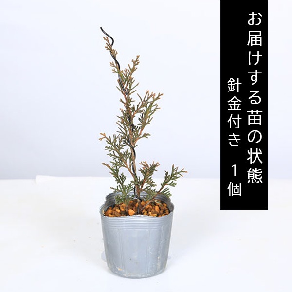 �����ġ�������ʿ˶��դ���*�����ߤǶʤ����shinpaku��������󥸰�Ƥ��ߺ��Ǻ�<���̴��ָ���>