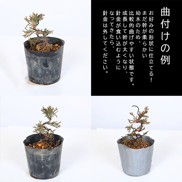 �����ġ�������ʿ˶��դ���*�����ߤǶʤ����shinpaku��������󥸰�Ƥ��ߺ��Ǻ�<���̴��ָ���>