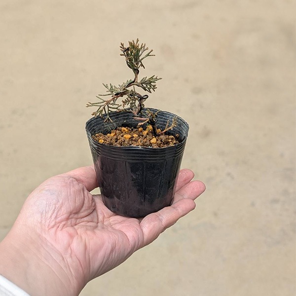 �����ġ�������ʿ˶��դ���*�����ߤǶʤ����shinpaku��������󥸰�Ƥ��ߺ��Ǻ�<���̴��ָ���>