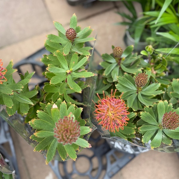 観葉植物 鉢花：リューコスペルマム カーニバルレッド*7号 リュウコ