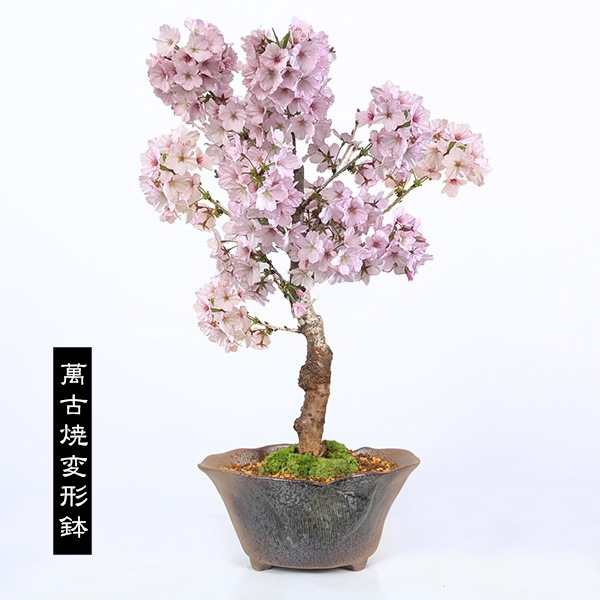 ���ߺϡ����¾��*(ȭ�����٤�)���դ�  ���Ϥ����礭���������餵����sakura�ߺ�ȭ������ �� ���ָ� bonsai