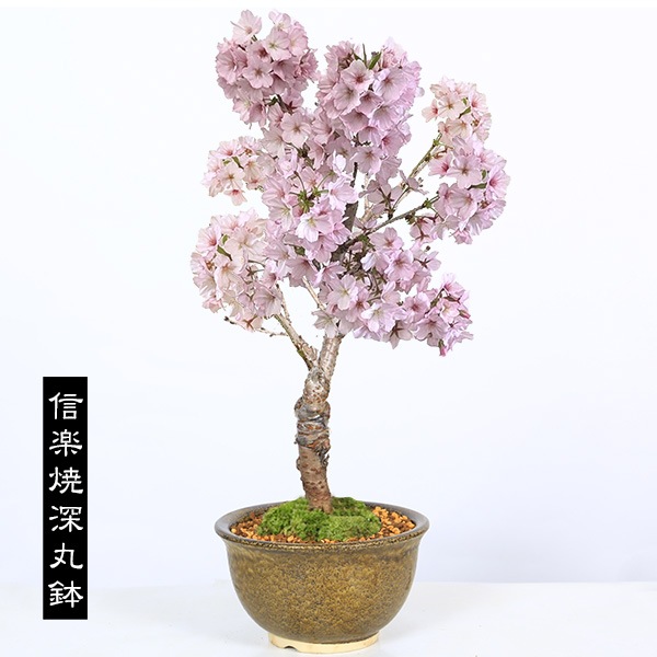 ���ߺϡ����¾��*(ȭ�����٤�)���դ�  ���Ϥ����礭���������餵����sakura�ߺ�ȭ������ �� ���ָ� bonsai