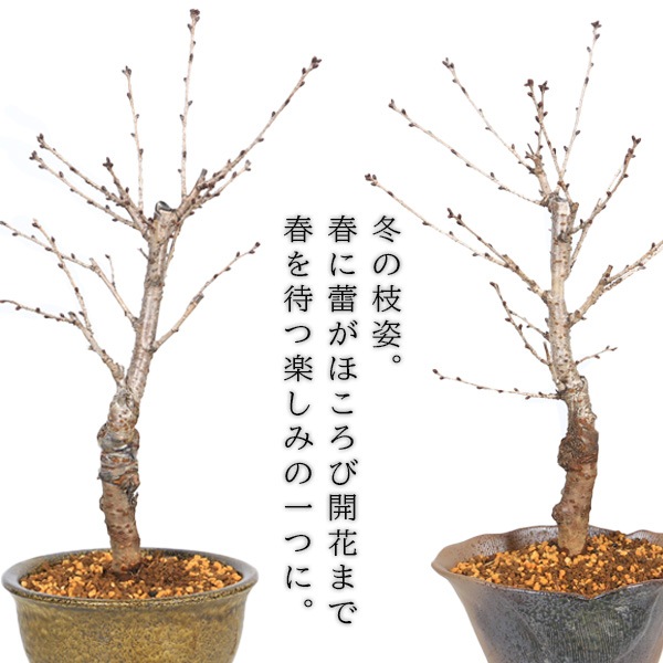 ���ߺϡ����¾��*(ȭ�����٤�)���դ�  ���Ϥ����礭���������餵����sakura�ߺ�ȭ������ �� ���ָ� bonsai