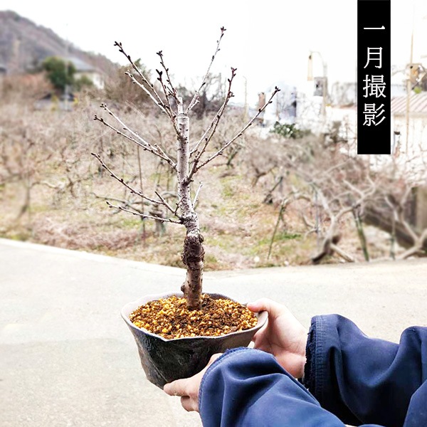 ���ߺϡ����¾��*(ȭ�����٤�)���դ�  ���Ϥ����礭���������餵����sakura�ߺ�ȭ������ �� ���ָ� bonsai