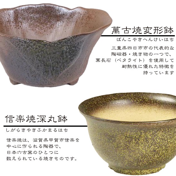 ���ߺϡ����¾��*(ȭ�����٤�)���դ�  ���Ϥ����礭���������餵����sakura�ߺ�ȭ������ �� ���ָ� bonsai