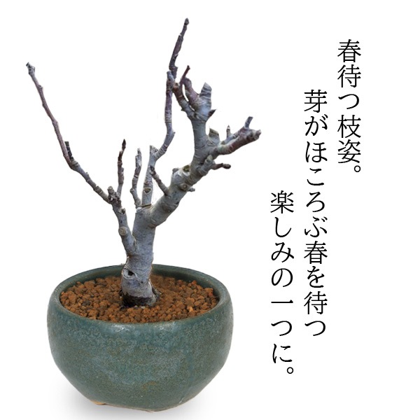 �����ߺϡ�ɱ��󤴤����*(���ھ���Ƽ�濼��ȭ)��2025ǯ��¡�ȭ���� �� �֡����ե� gift �������� ��� �ץ쥼��Ȥˤ�bonsai