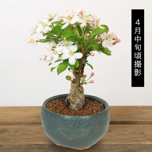 �����ߺϡ�ɱ��󤴤����*(���ھ���Ƽ�濼��ȭ)��2025ǯ��¡�ȭ���� �� �֡����ե� gift �������� ��� �ץ쥼��Ȥˤ�bonsai