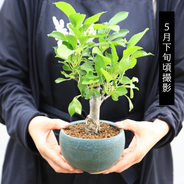 �����ߺϡ�ɱ��󤴤����*(���ھ���Ƽ�濼��ȭ)��2025ǯ��¡�ȭ���� �� �֡����ե� gift �������� ��� �ץ쥼��Ȥˤ�bonsai