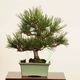ߺ Ϲ* ʪ ޤġޥġKuromatsu bonsai ߺ
