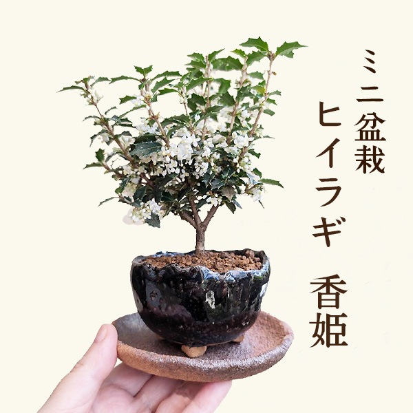 ߥߺϡҥ饮ɱ*Ͼȭ˼դ ȭߺɢҤ餮Ҥ bonsai