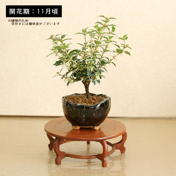 ߥߺϡҥ饮ɱ*Ͼȭ˼դ ȭߺɢҤ餮Ҥ bonsai
