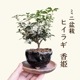 ߥߺϡҥ饮ɱ*Ͼȭ˼դ ȭߺɢҤ餮Ҥ bonsai