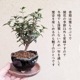 ߥߺϡҥ饮ɱ*Ͼȭ˼դ ȭߺɢҤ餮Ҥ bonsai