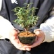 ߥߺϡҥ饮ɱ*Ͼȭ˼դ ȭߺɢҤ餮Ҥ bonsai