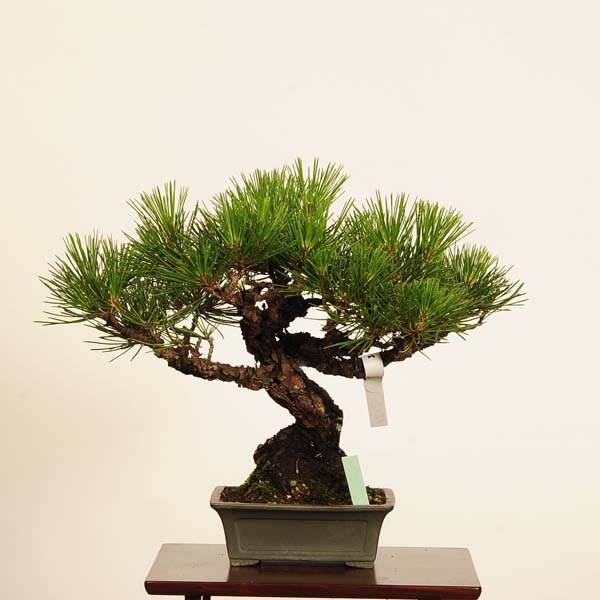�ߺ� �����Ϲ���*���� ����ʪ �����ޤġ������ޥġ�Kuromatsu bonsai �����ߺ�
