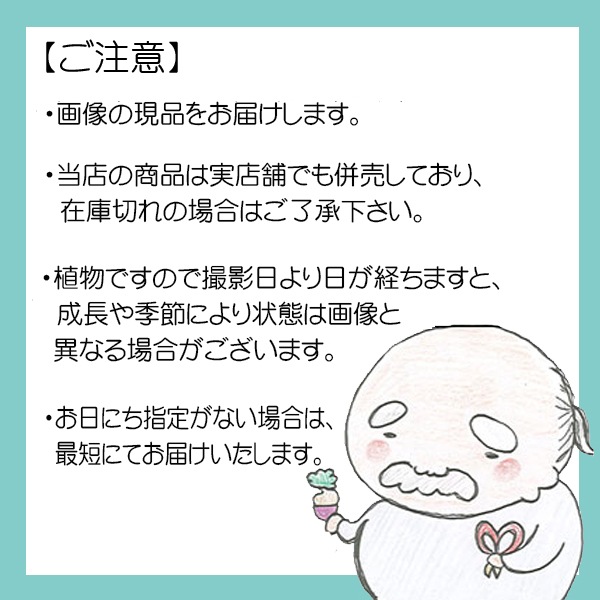 �ߺ� �����Ϲ���*���� ����ʪ �����ޤġ������ޥġ�Kuromatsu bonsai �����ߺ�