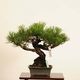 �ߺ� �����Ϲ���*���� ����ʪ �����ޤġ������ޥġ�Kuromatsu bonsai �����ߺ�